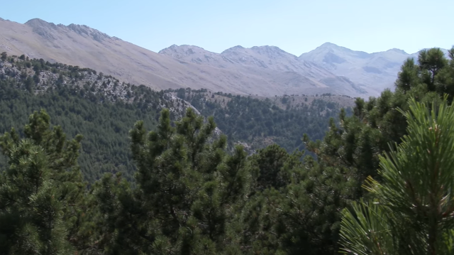 Gelincik dağı 1