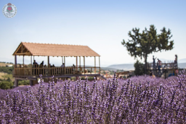 Lavanta kokulu köy Kuyucak